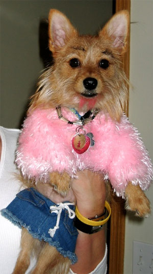 Illustration for article titled The 40 Sluttiest Dog Halloween Costumes